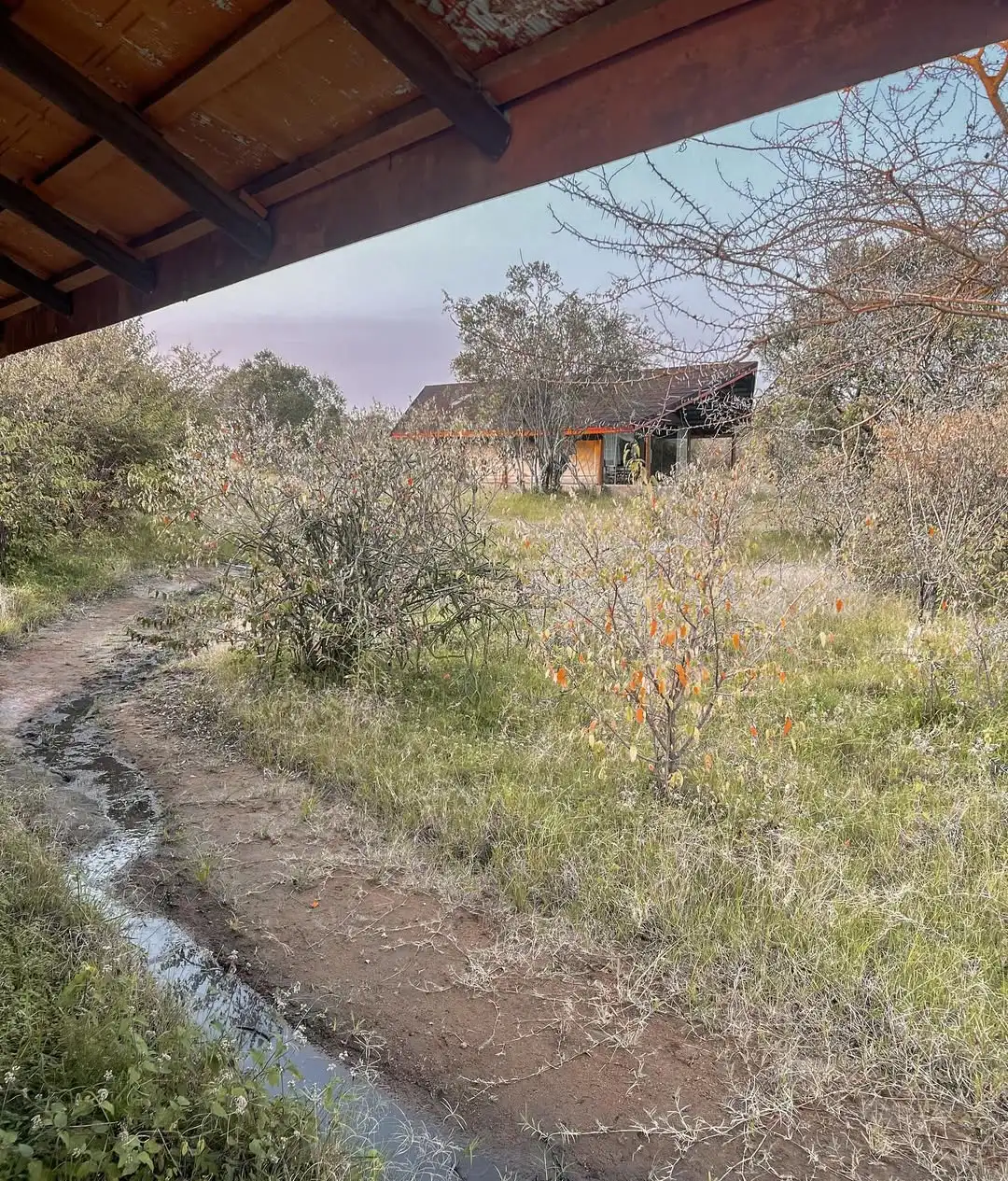 Simba + Oryx Nature Camp